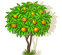 Апельсины: иконка