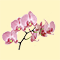 Орхидея: иконка