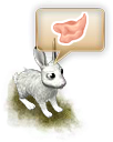 Заяц-беляк