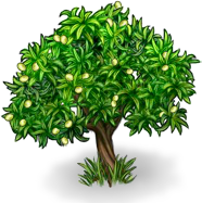 Оливковое дерево: 50%