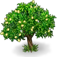 Оливковое дерево: 75%